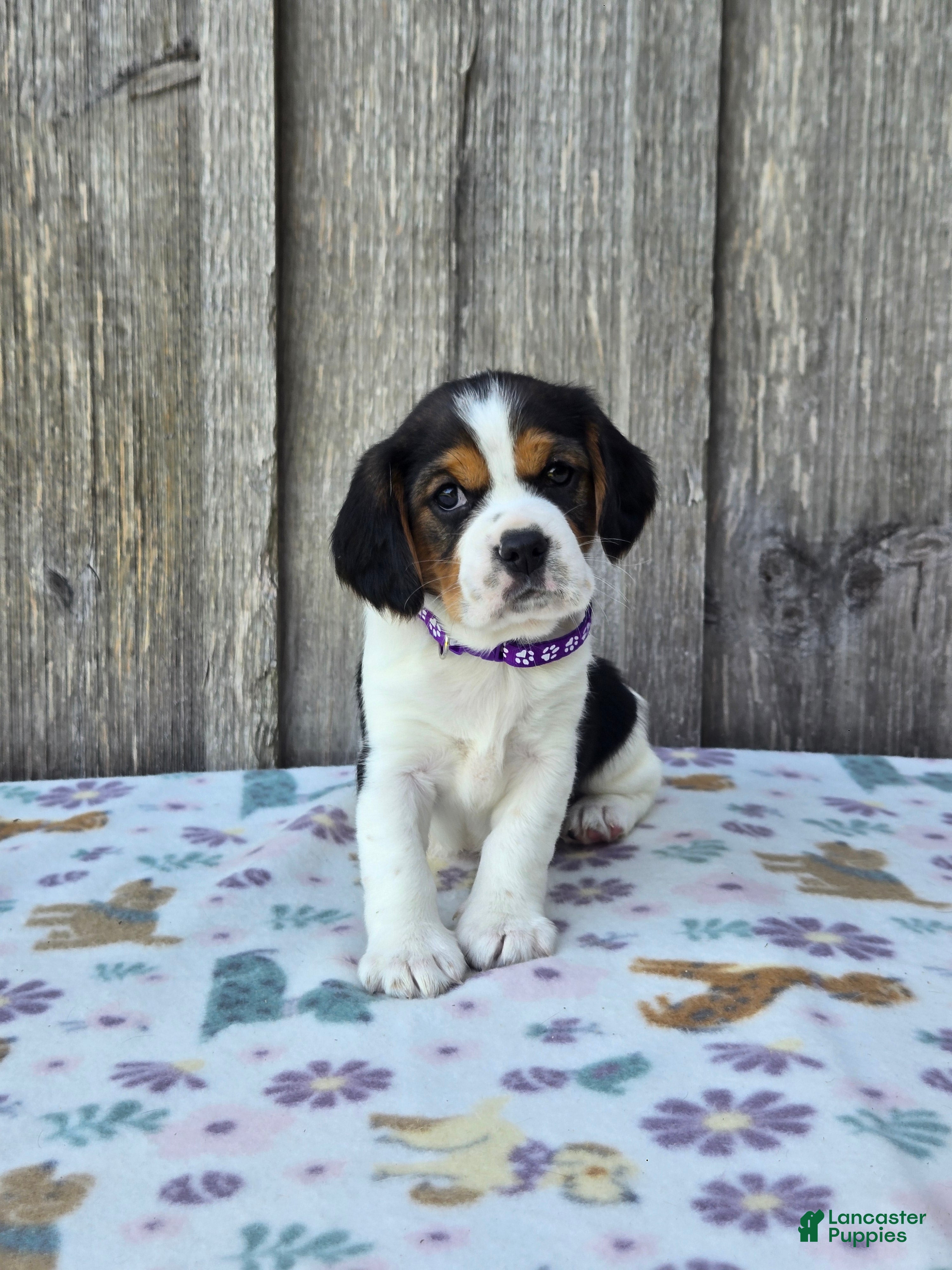Beaglier dogs Bella - Ad 2