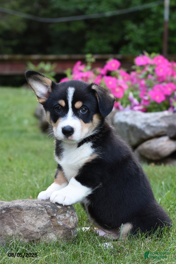 Welsh Corgi Pembroke dogs Oakley - Ad 1