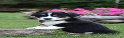 Welsh Corgi Pembroke dogs for sale: Oakley - Ad 1