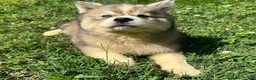 Siberian Husky dogs for sale: RUBY - Ad 29