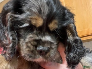 Cocker Spaniel dogs Milo - Ad 28
