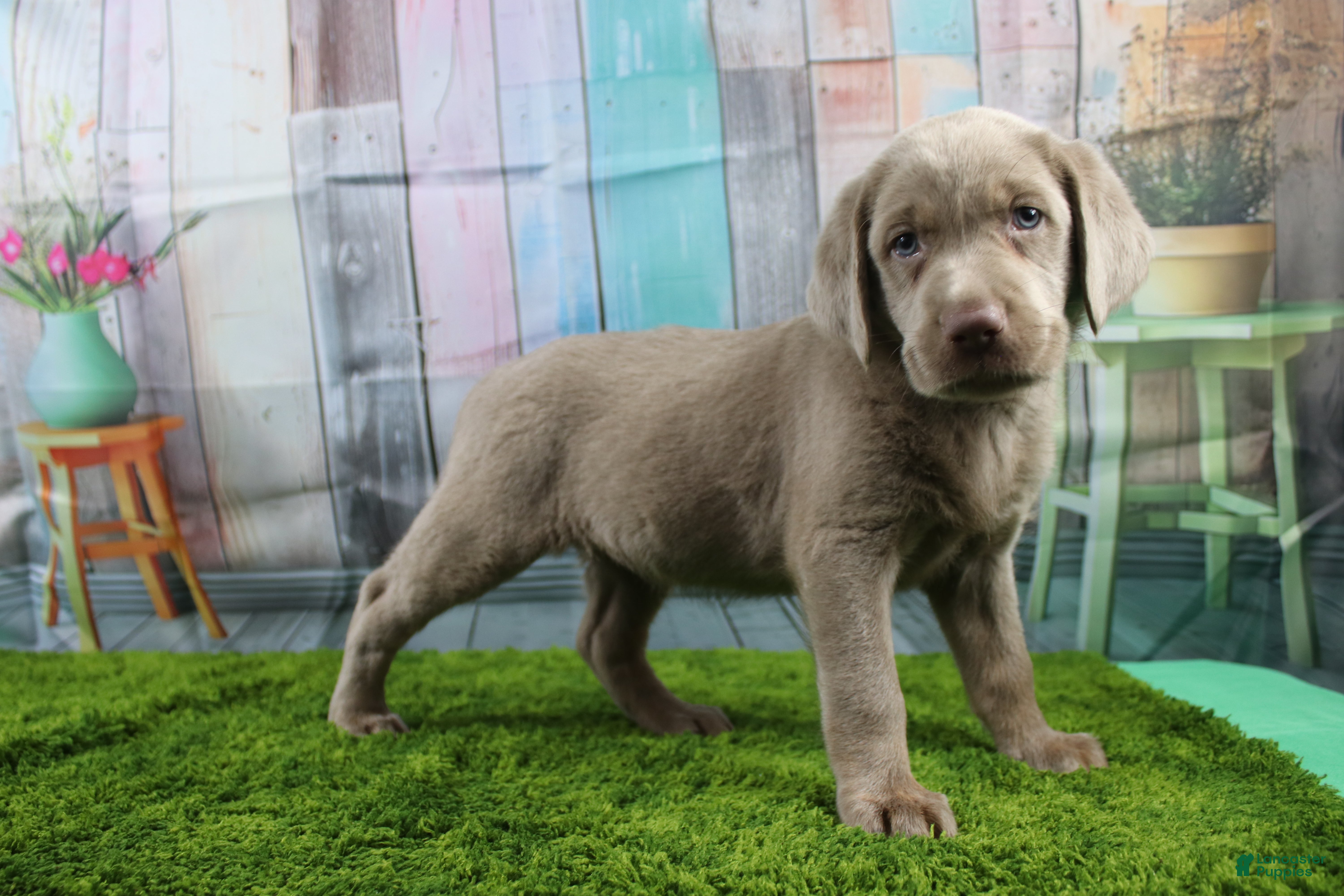 Labrador Retriever dogs Labrador Retriever Puppy 3 - Ad 1