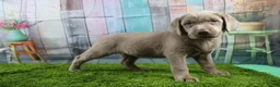 Labrador Retriever dogs for sale: Labrador Retriever Puppy 3 - Ad 3