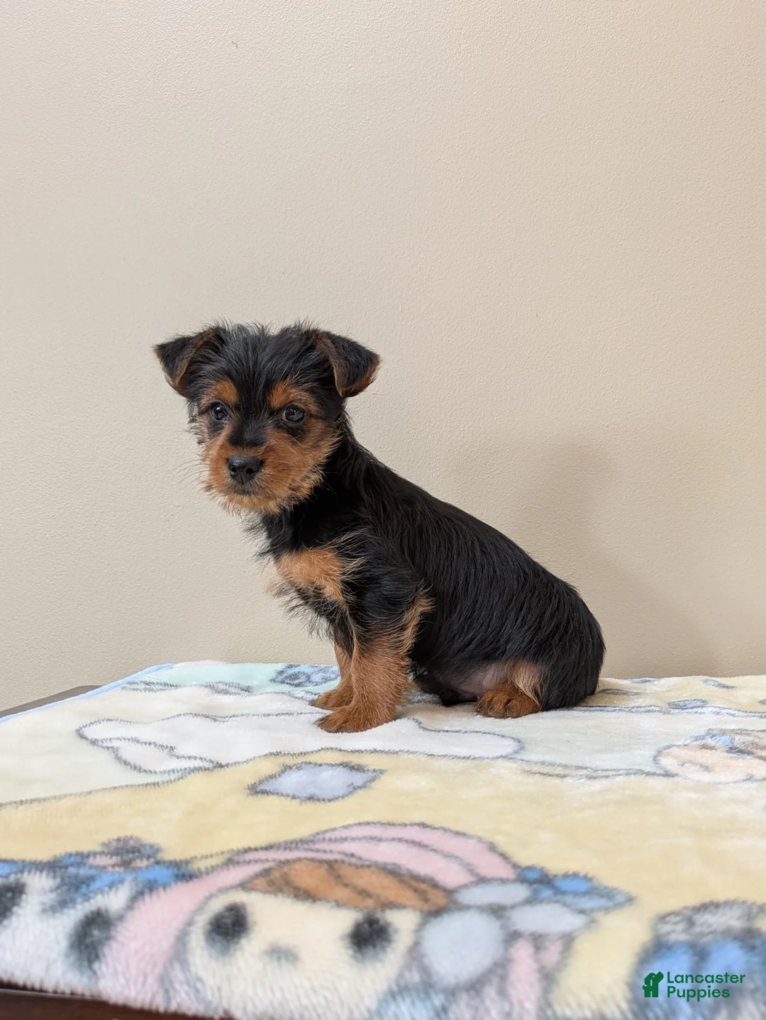Yorkshire Terrier dogs for sale: Cain - Ad 2