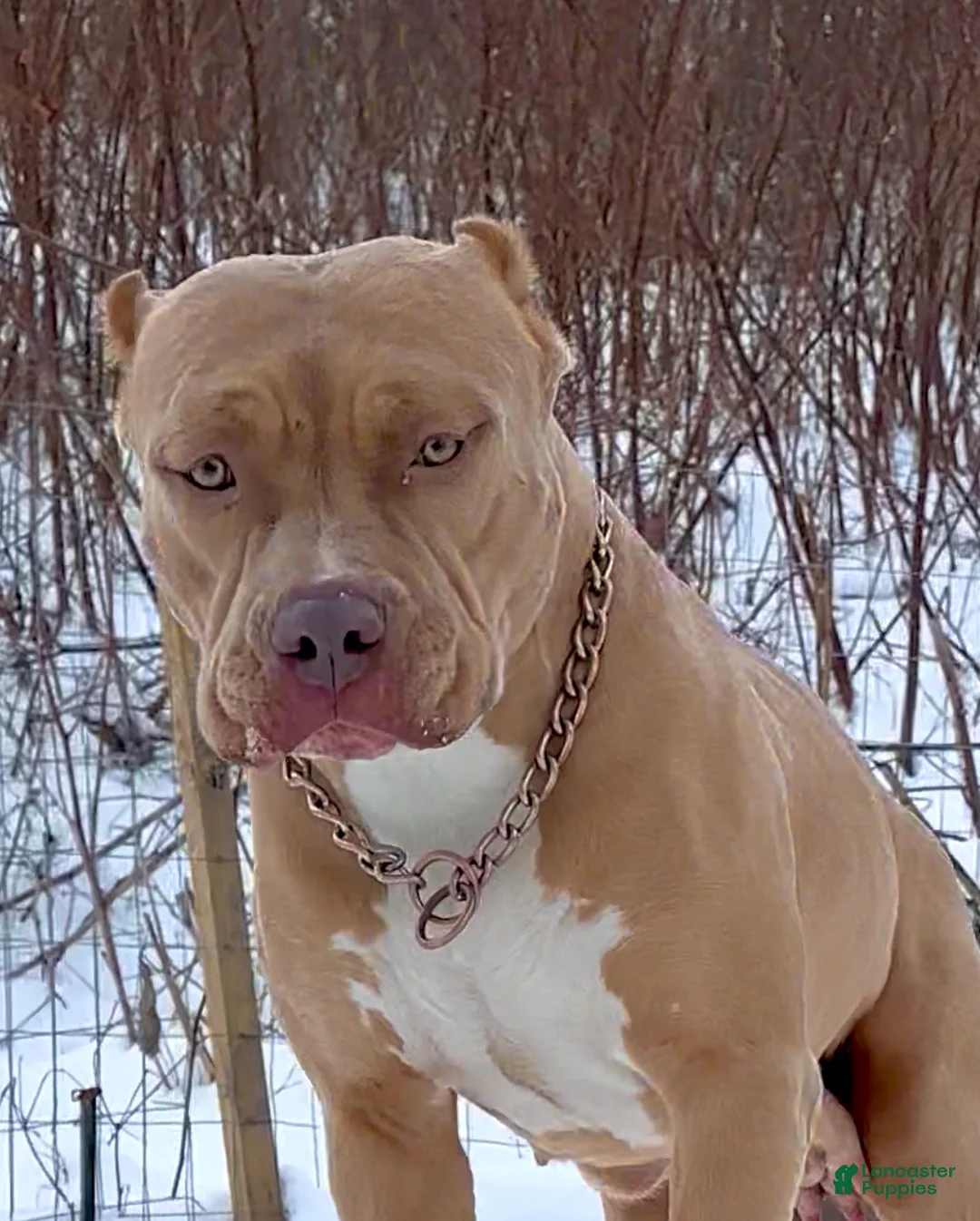 American Bully dogs for sale: Sebastian  - Ad 7