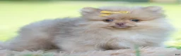 Pomeranian dogs for sale: Cutiepie  - Ad 3