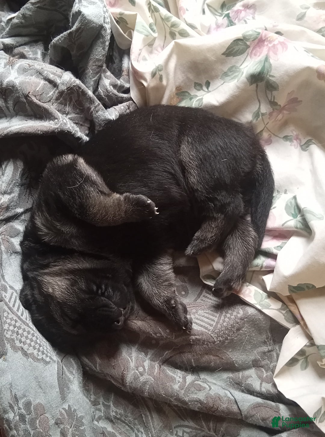 German Shepherd dogs for sale: Diamond - Ad 25