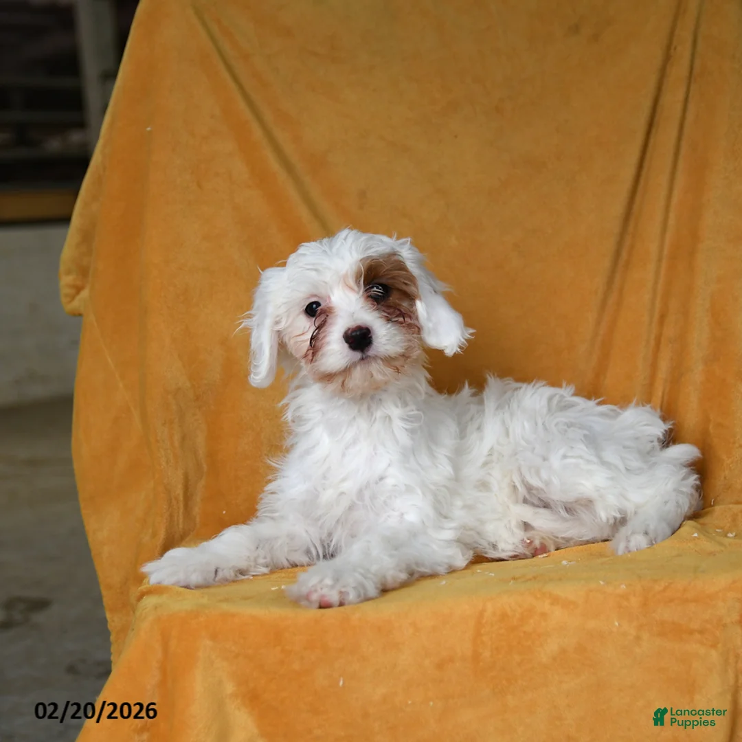 Cavapoo dogs for sale: Ginger - Ad 1