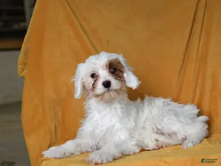 Cavapoo dogs for sale: Ginger - Ad 4