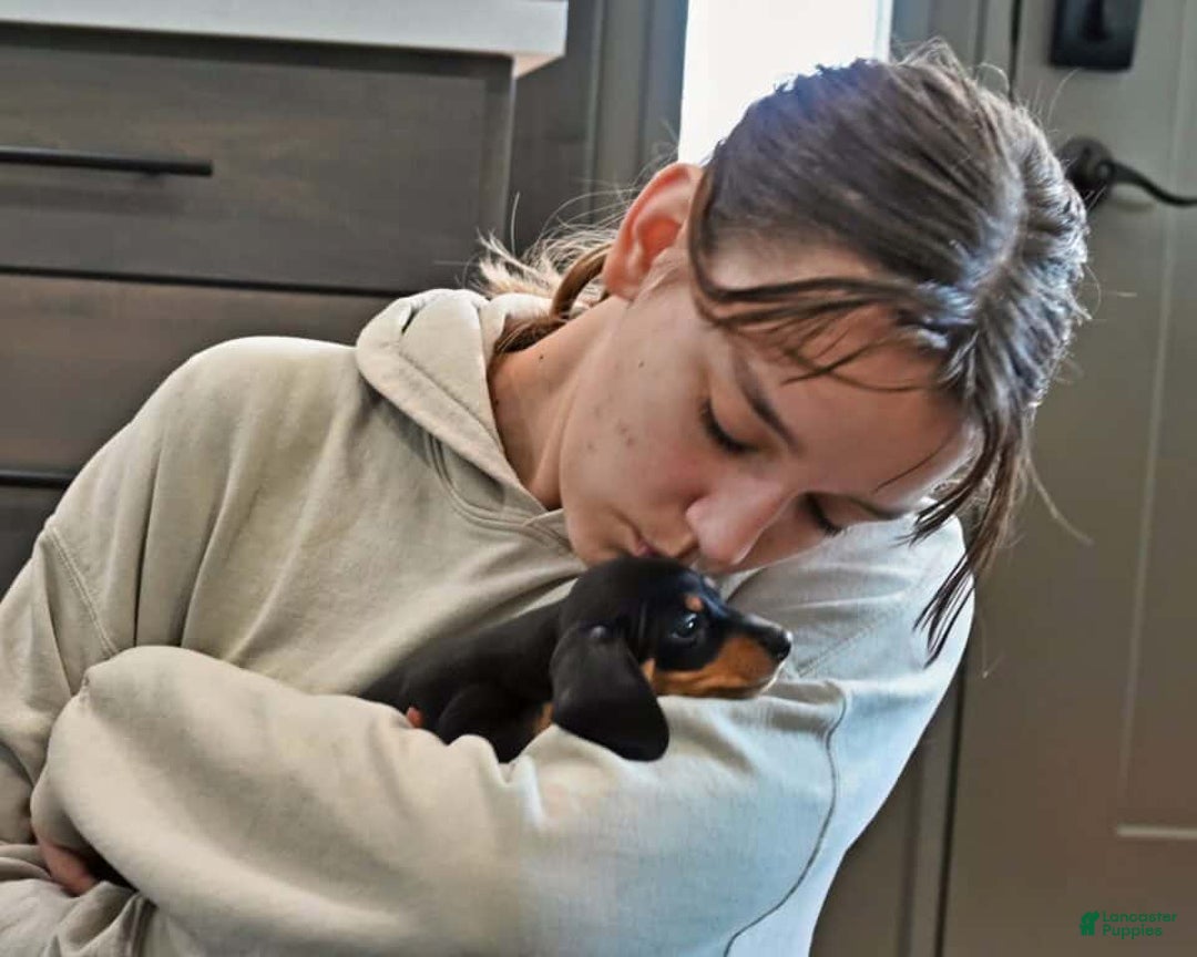 Miniature Dachshund dogs for sale: Buddy - Ad 3