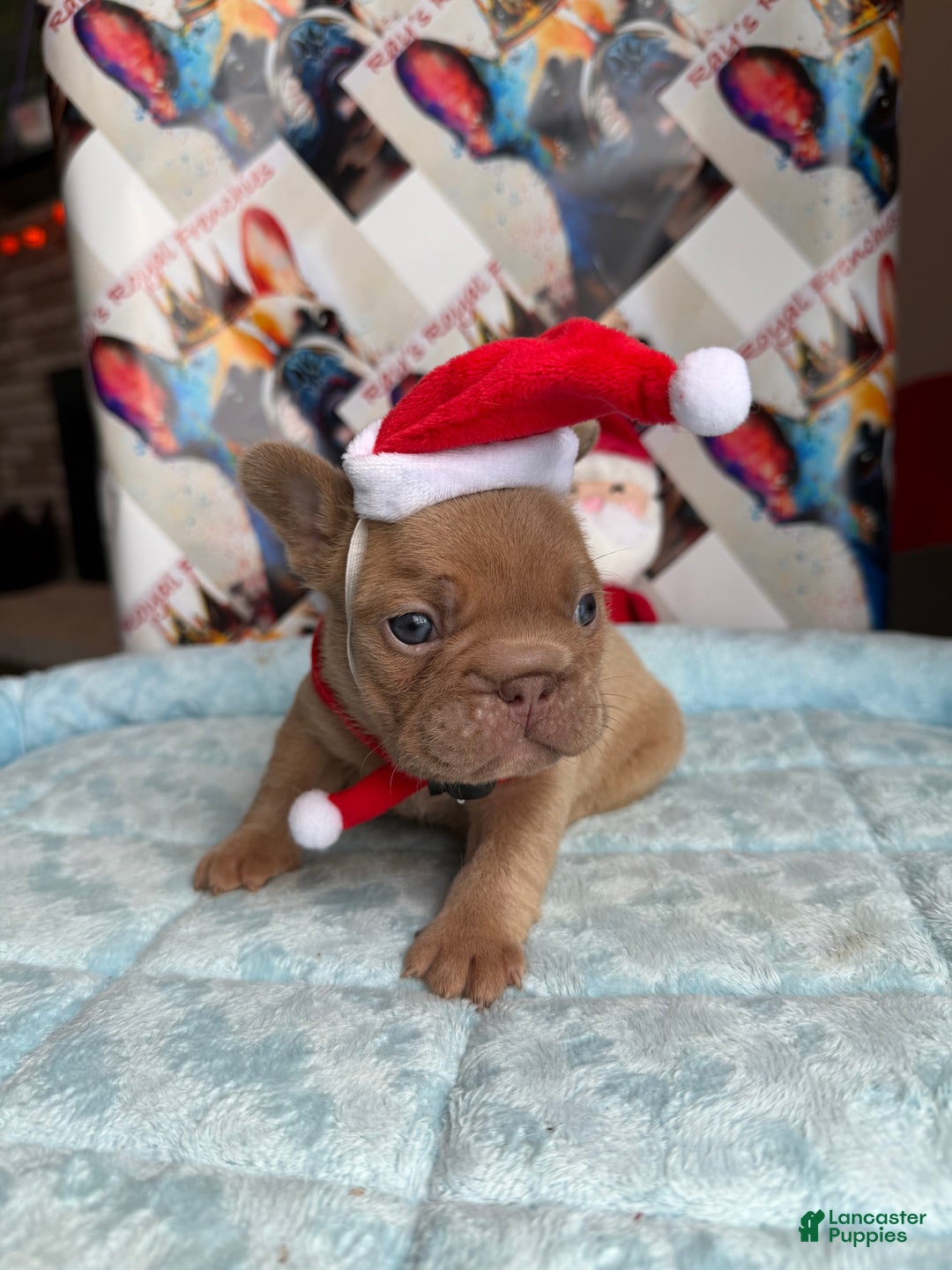 French Bulldog dogs for sale: Leonardo - Ad 2