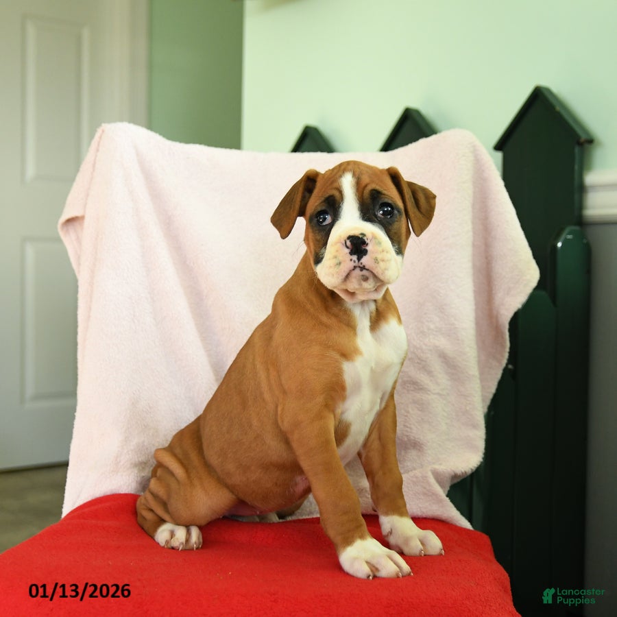 Boxer dogs Ashley - Ad 13