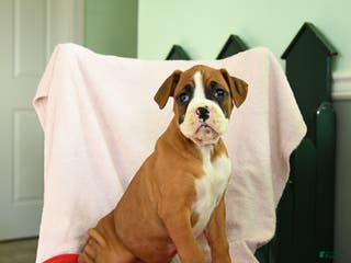 Boxer dogs Ashley - Ad 13
