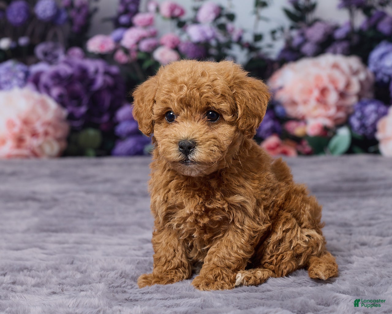 Bichpoo dogs Dodge - Ad 2
