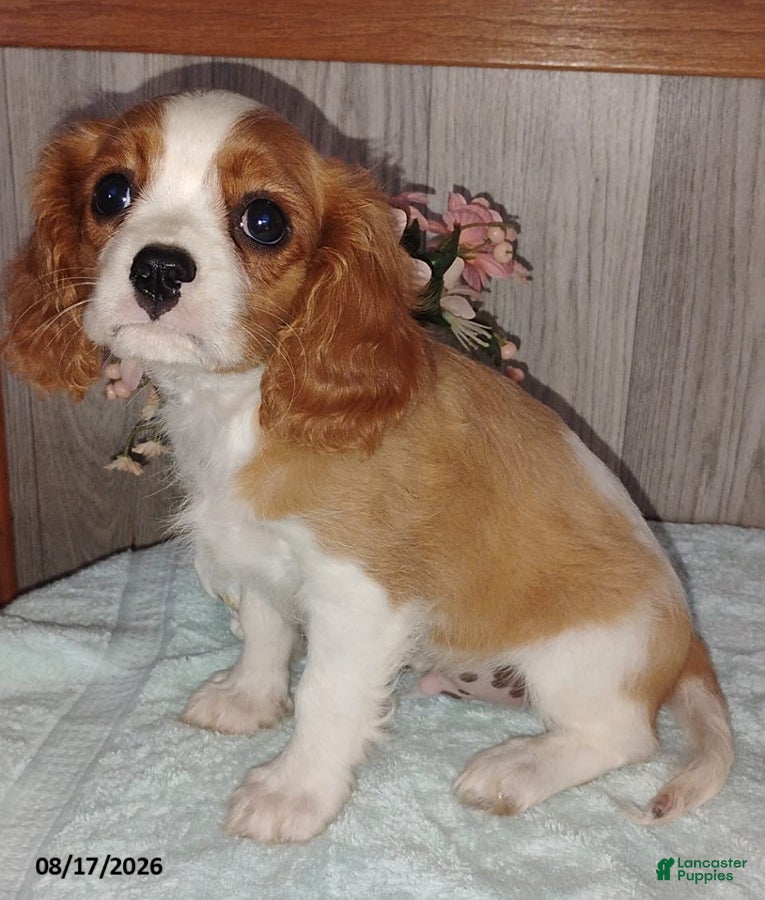 Cavalier King Charles Spaniel dogs Charlie - Ad 2