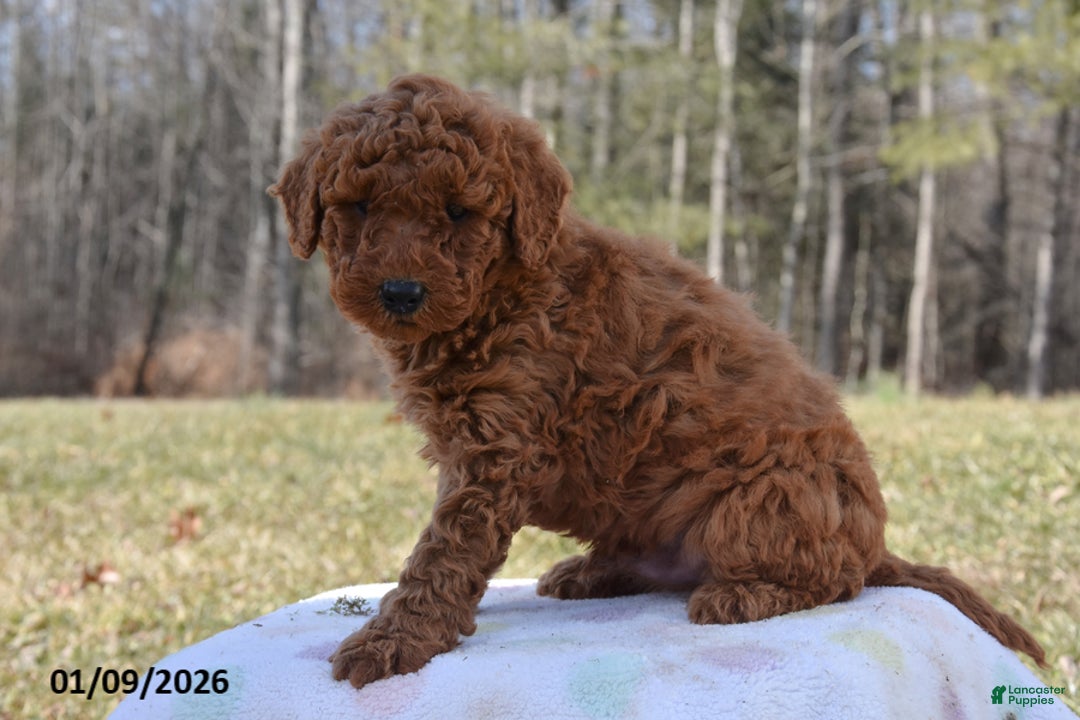 Miniature Poodle dogs for sale: Hunter - Ad 2