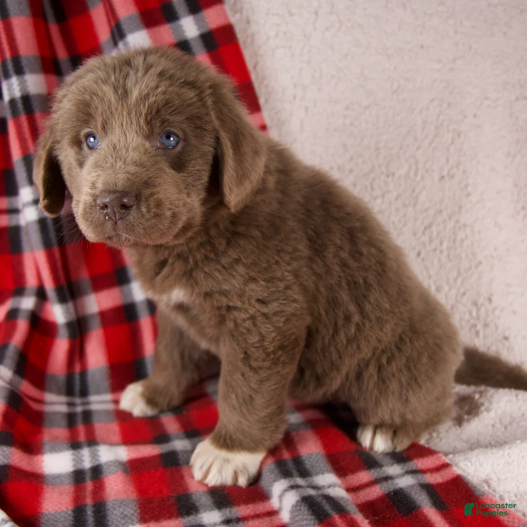 Newfoundland dogs for sale: Fern - Ad 2
