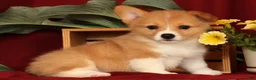 Welsh Corgi Pembroke dogs for sale: Jessica - Ad 8