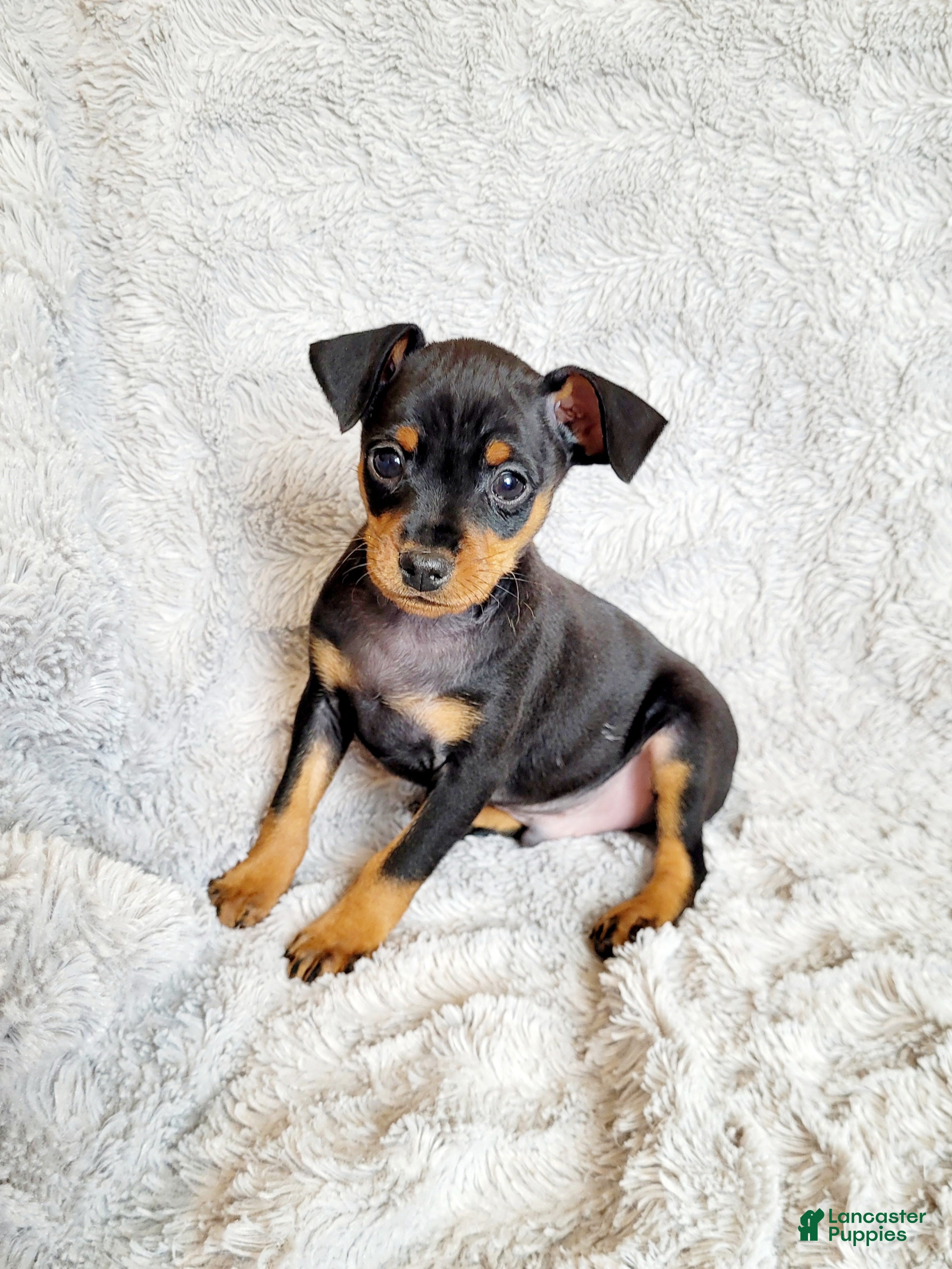 Miniature Pinscher dogs Bear - Ad 15