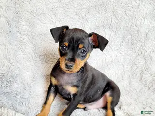 Miniature Pinscher dogs Bear - Ad 25