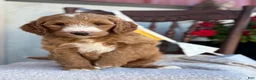 Goldendoodle dogs for sale: Capri - Ad 6