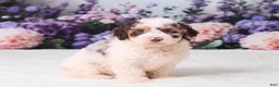 Mini Goldendoodle dogs for sale: Cupcake - Ad 4