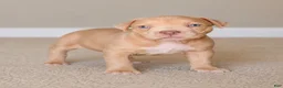 American Bully dogs for sale: Katarra  - Ad 4