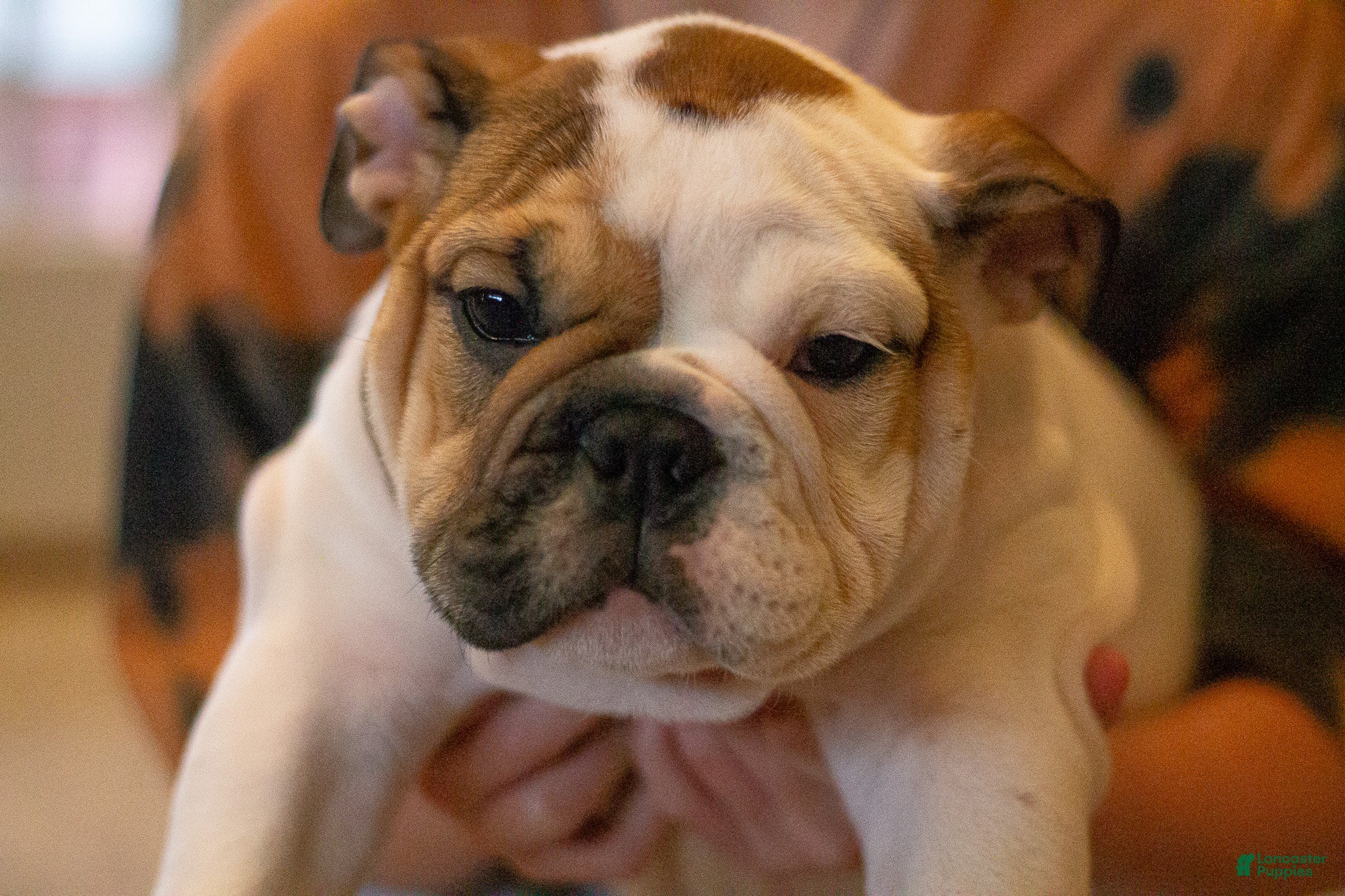 English Bulldog dogs Harley - Ad 1