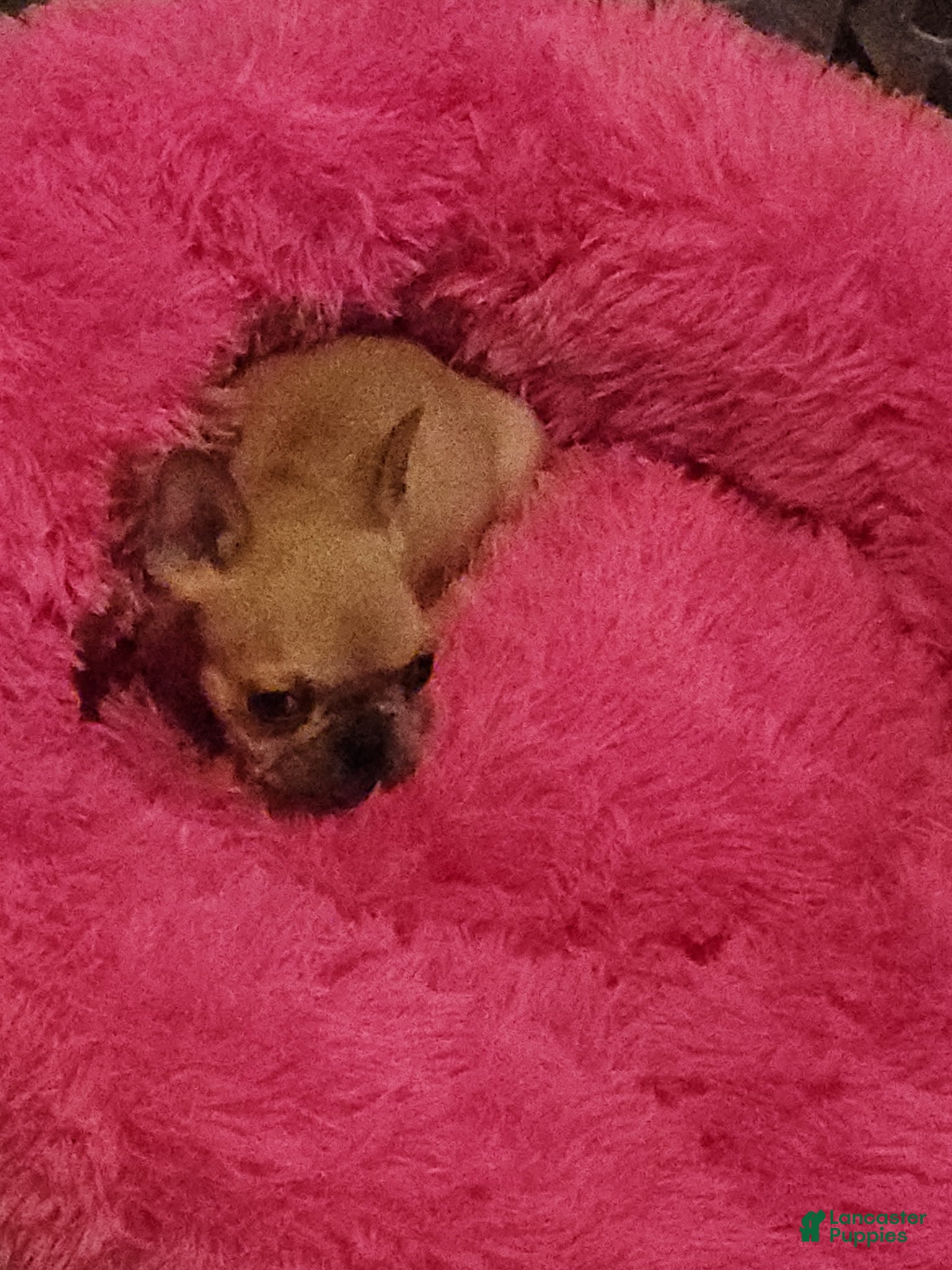 French Bulldog dogs French Bulldog 3 - Ad 2