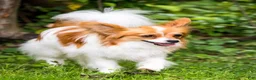 Papillon dogs for sale: Nerf - Ad 29