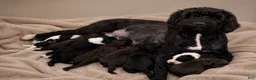 Portuguese Water Dog dogs for sale: Felix - Ad 7