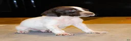German Shorthaired Pointer dogs for sale: Ryder - Ad 1