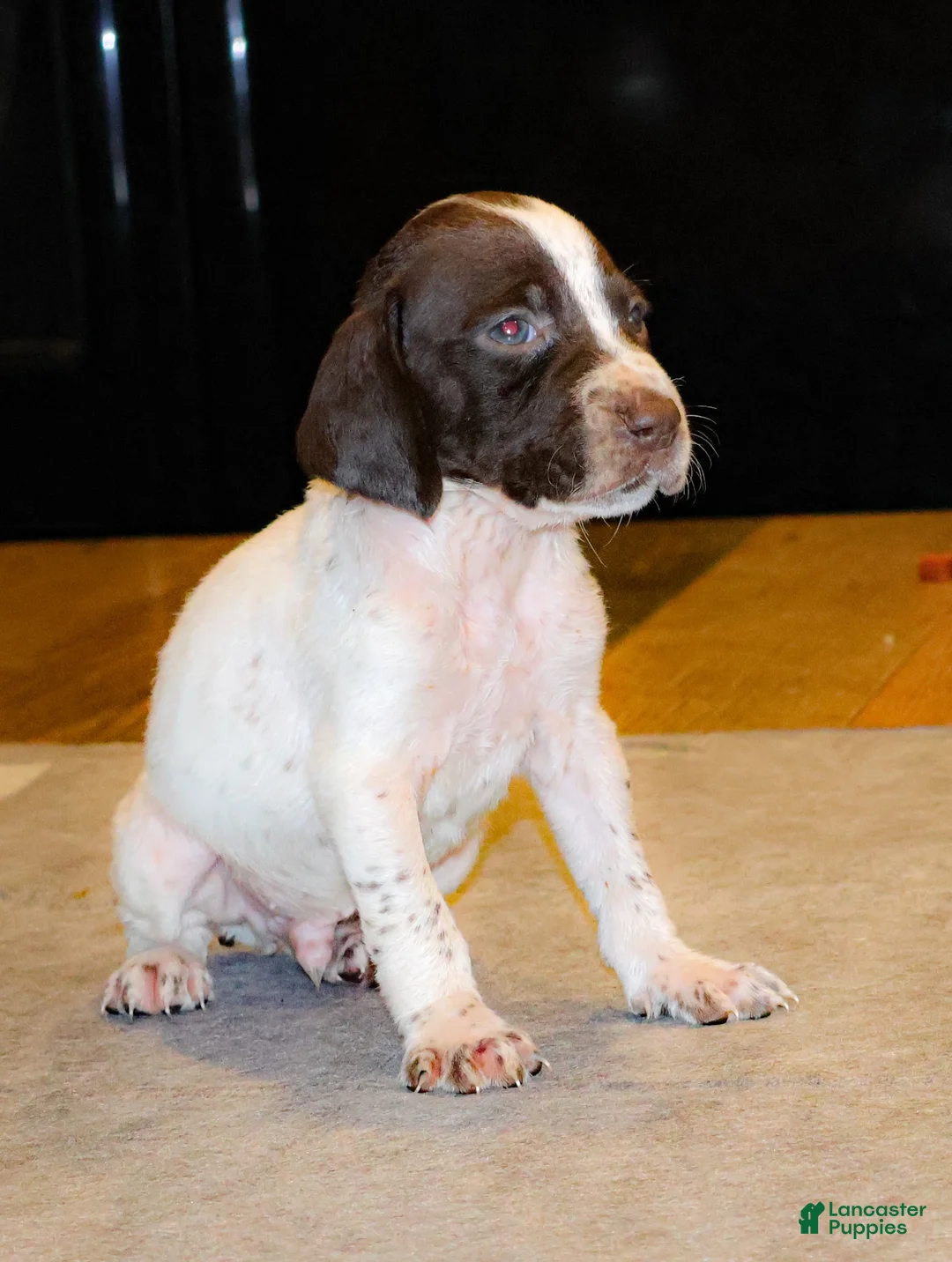 German Shorthaired Pointer dogs for sale: Ryder - Ad 1