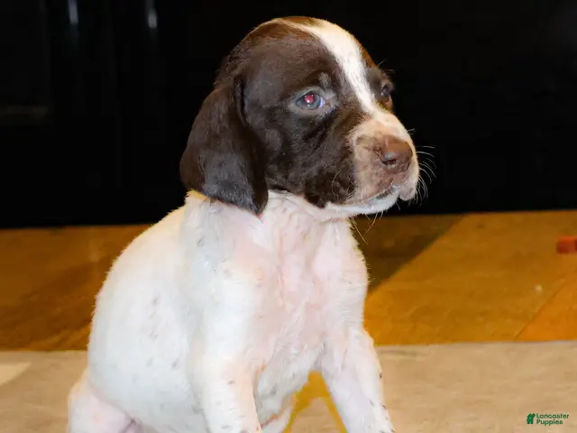 German Shorthaired Pointer dogs for sale: Ryder - Ad 1