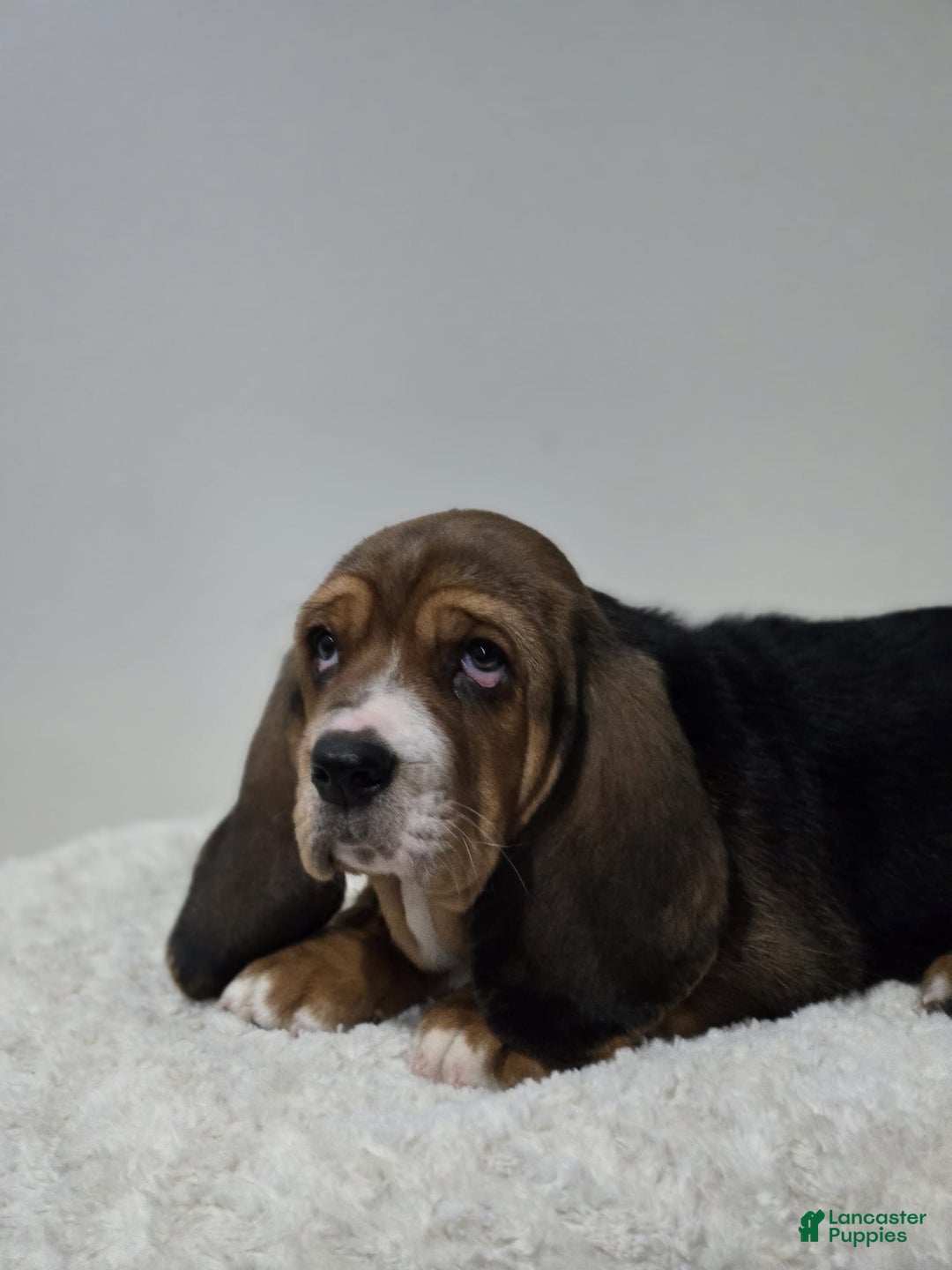 Basset Hound dogs for sale: Axel - Ad 4