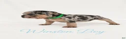 French Bulldog dogs for sale: Winston Boy - Ad 7
