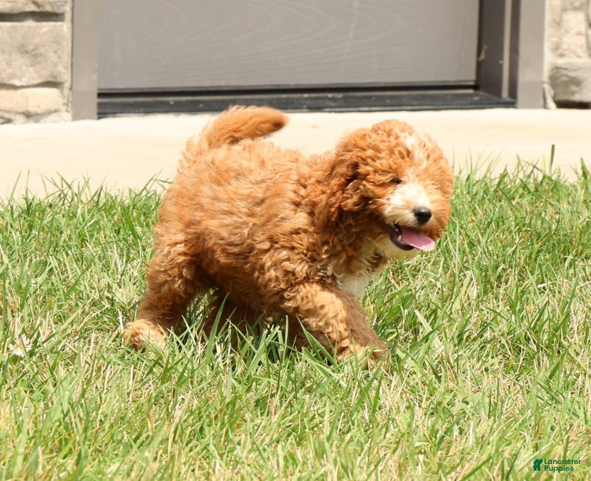 Cavapoo dogs Captain - Ad 2