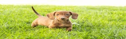 Miniature Dachshund dogs for sale: Ira  - Ad 3