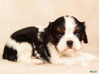 Cavalier King Charles Spaniel dogs Azriel - Ad 15