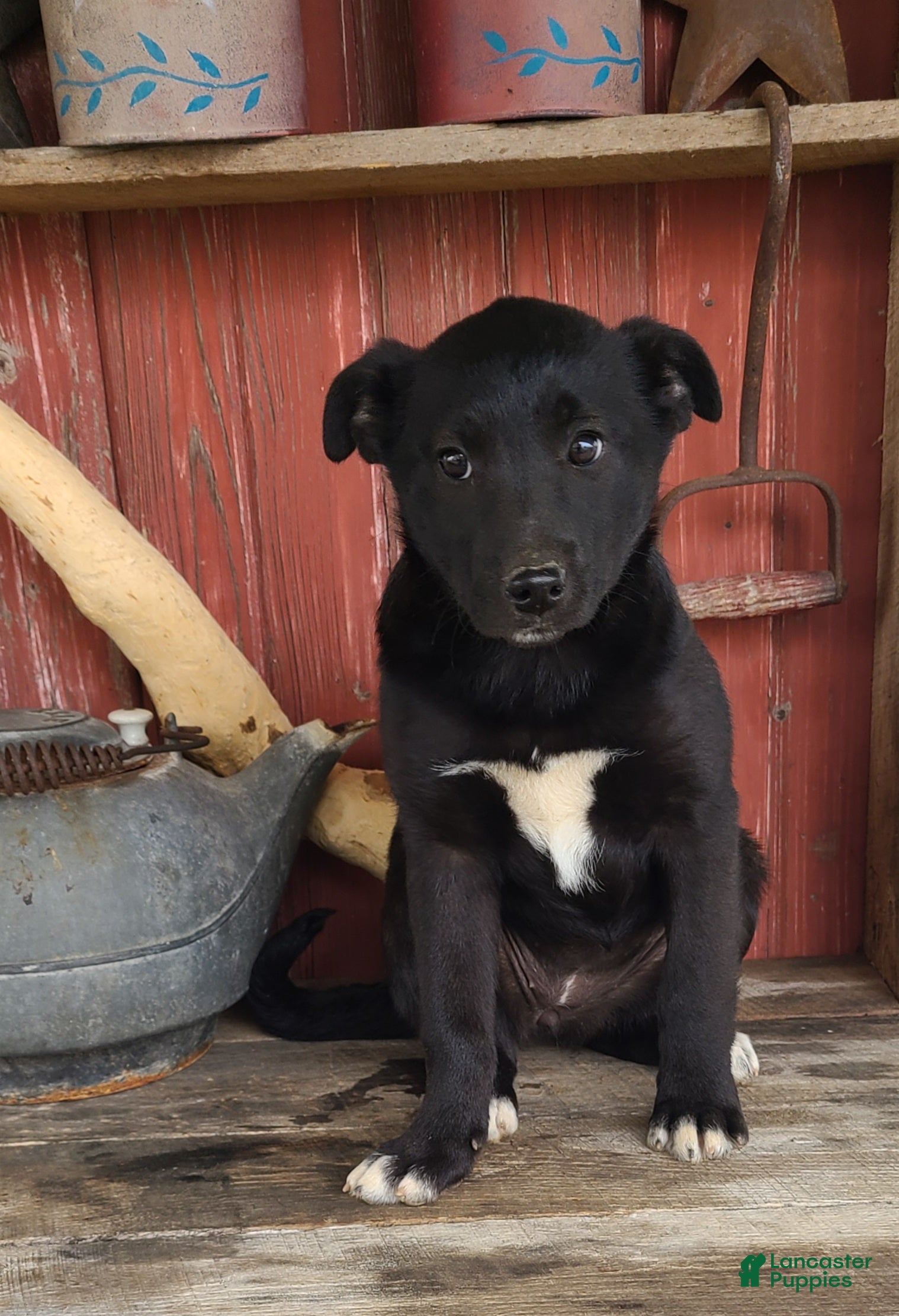 Mixed Breed dogs Mixed Breed Puppy 4 - Ad 2