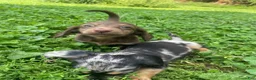 Miniature Dachshund dogs for sale: Leo  - Ad 7