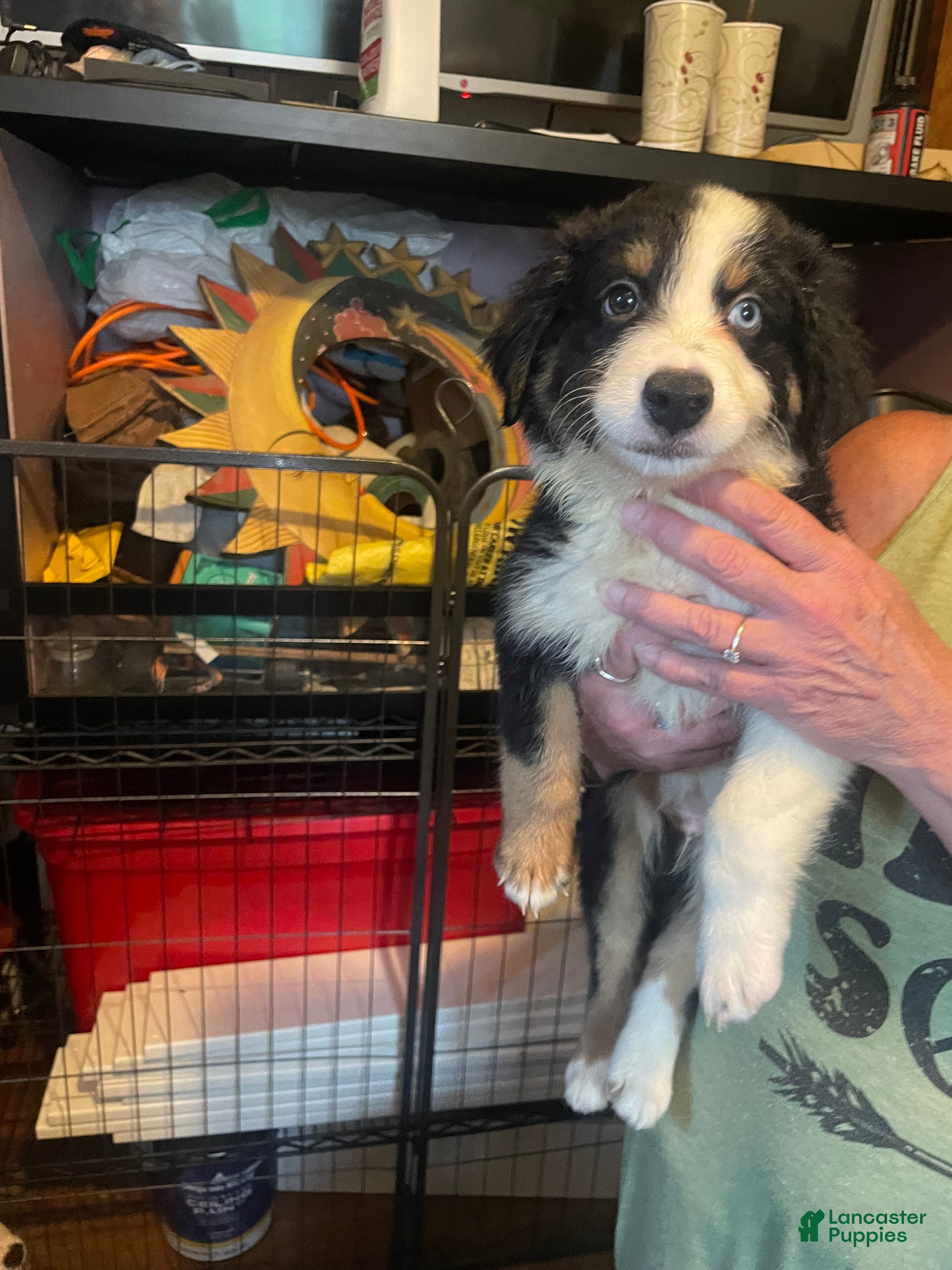 Mixed Breed dogs Deogee - Ad 2