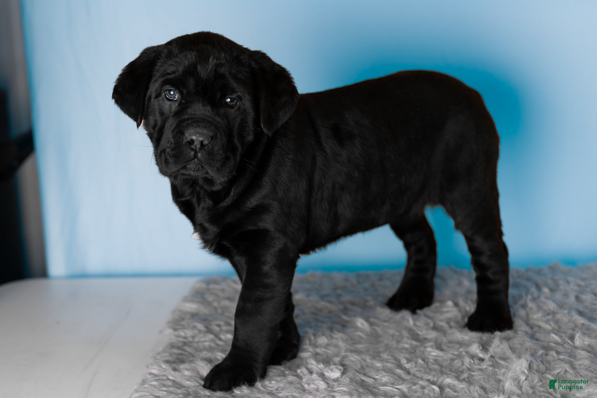 Cane Corso dogs Bonnie - Ad 21