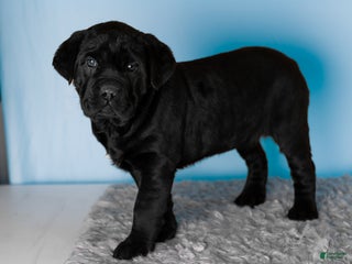 Cane Corso dogs Bonnie - Ad 21