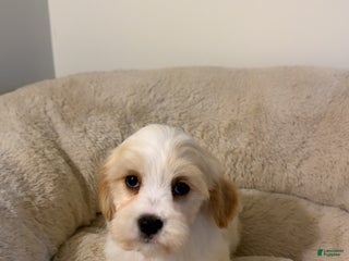 Maltipoo dogs - Ad 7