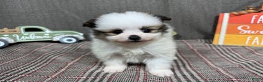 Pomeranian Puppy 2