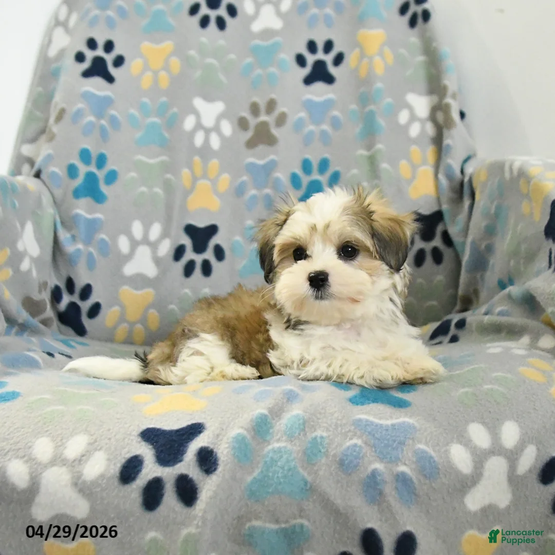 Mixed Breed dogs for sale: Olivia - Ad 2