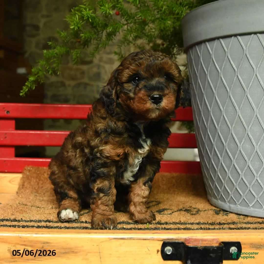 Corgipoo dogs for sale: Lancelot - Ad 2