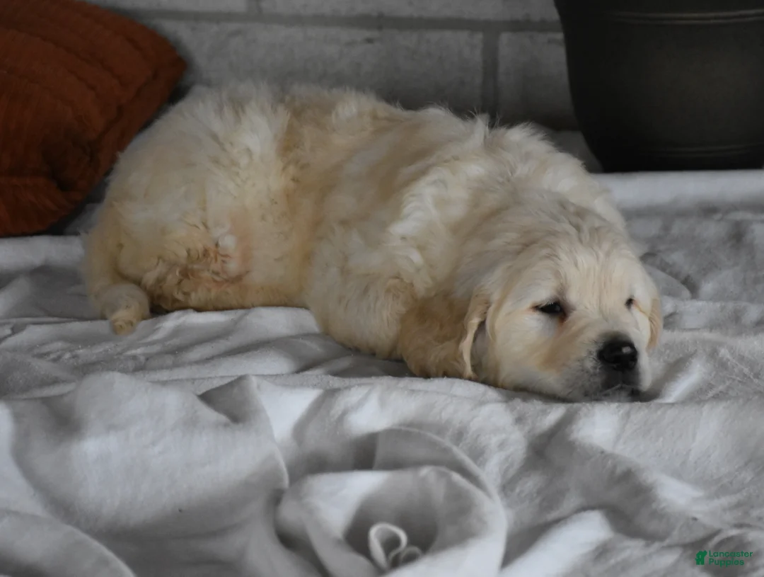 Golden Retriever dogs for sale: Cleo Genetic/OFA  - Ad 21