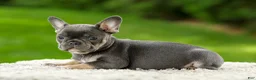 French Bulldog dogs for sale: Forest - Ad 11